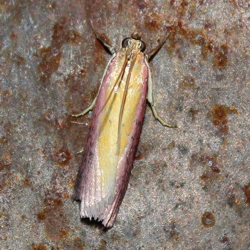 Oncocera semirubella