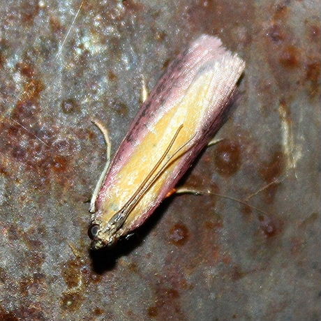 Rosy-striped Knot-horn
