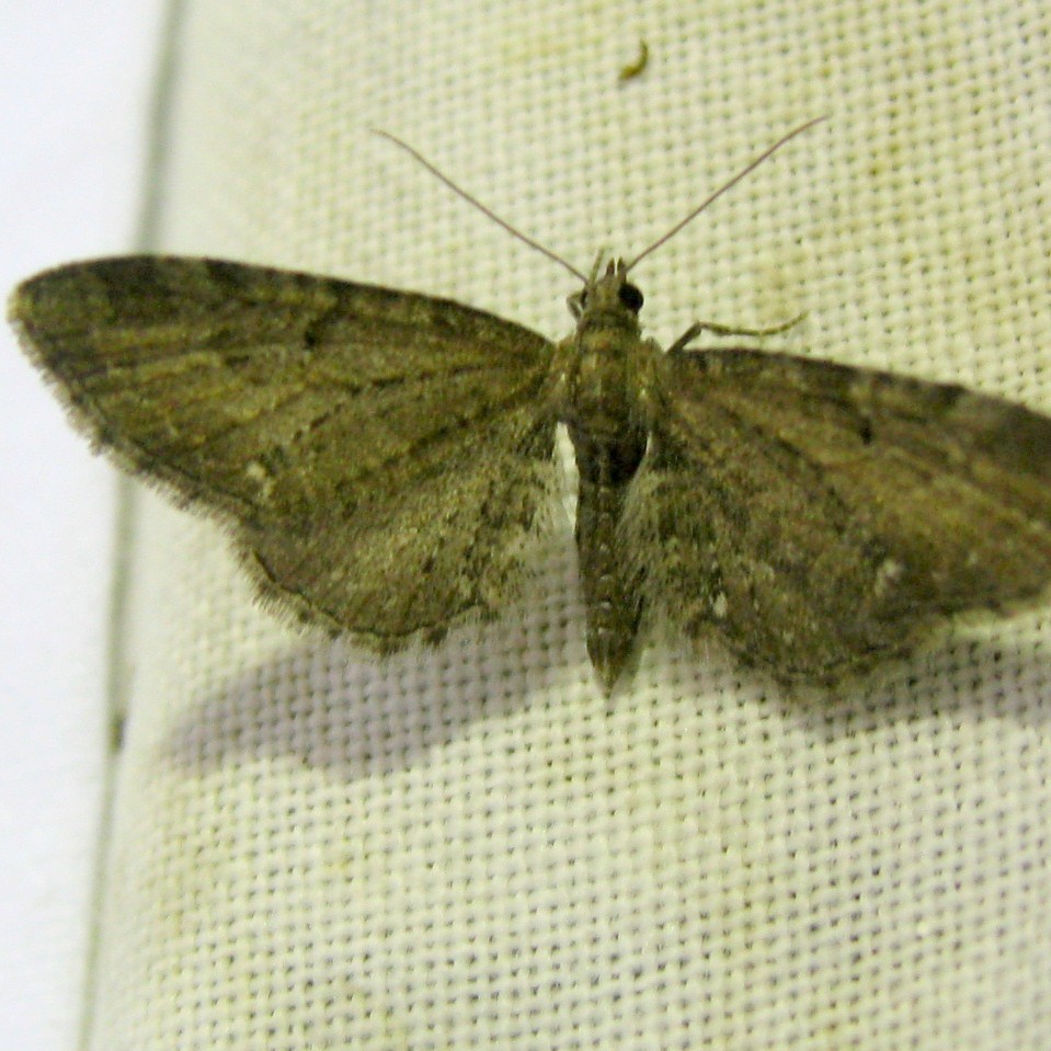 Common Pug moth