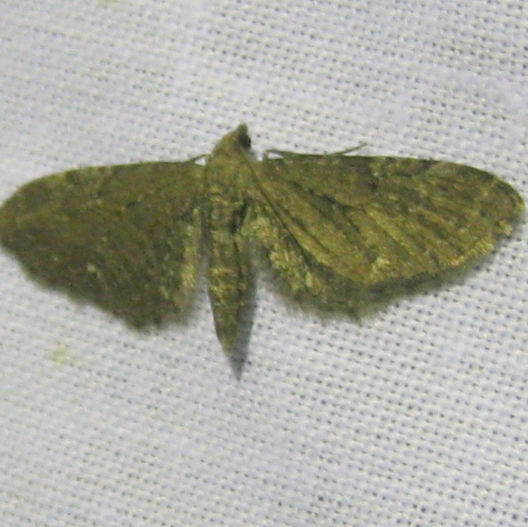 Common Pug