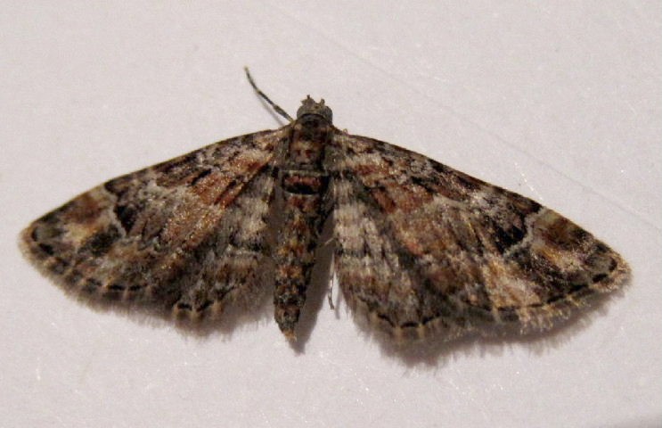 Double-striped Pug moth