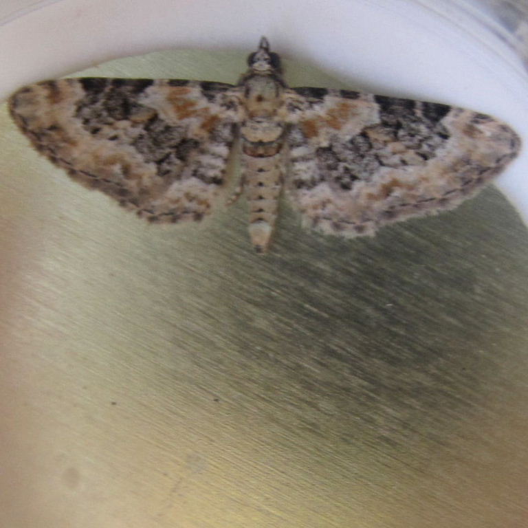 V-pug moth