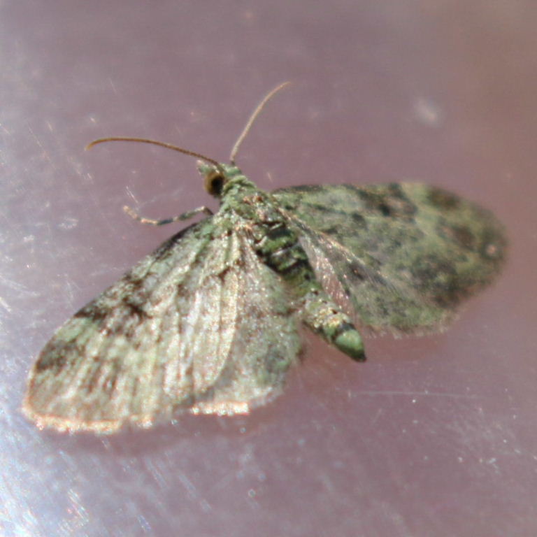 Green Pug moth