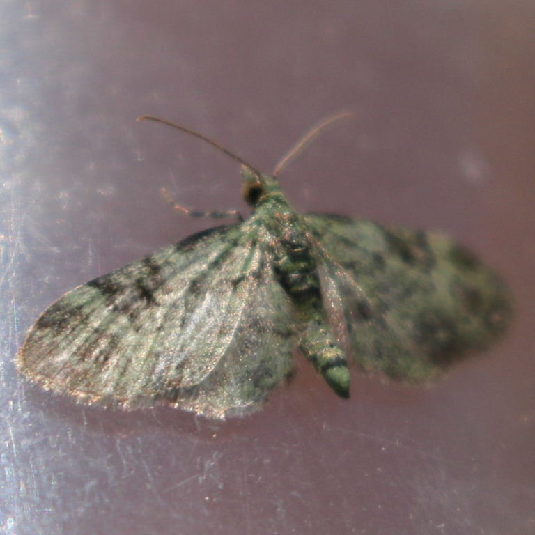 Green Pug moth