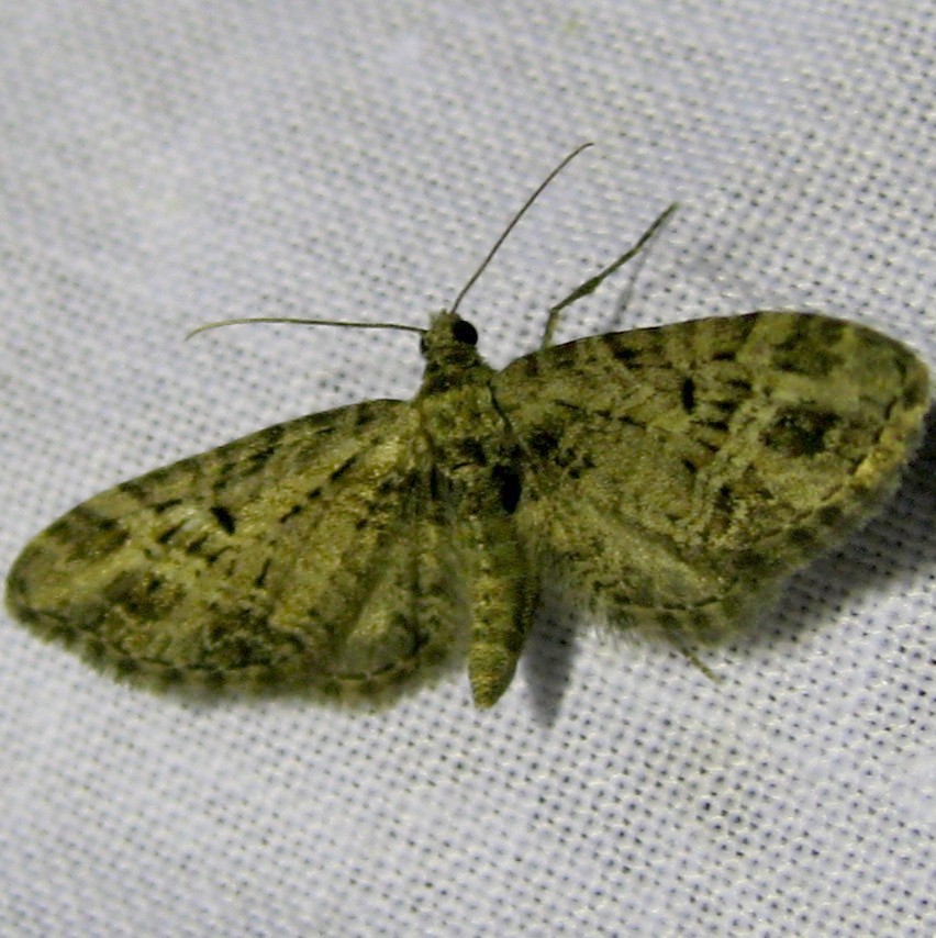 Mottled Pug