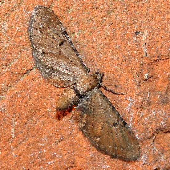 Pimpinel pug moth