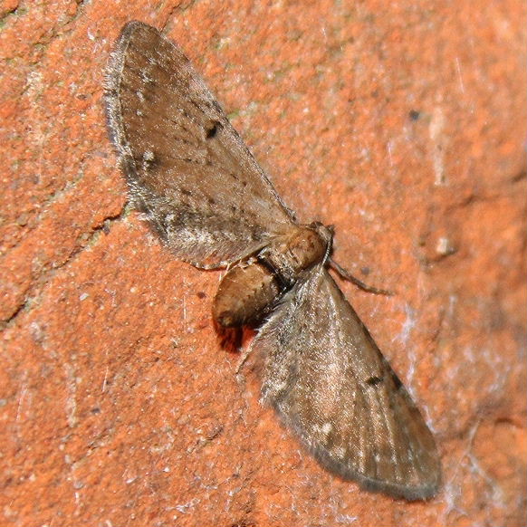 Pimpinel pug moth