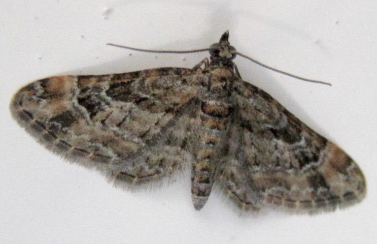 Double-striped Pug moth