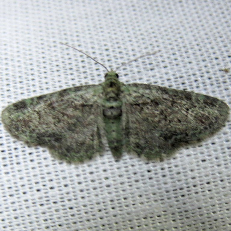 Green Pug moth