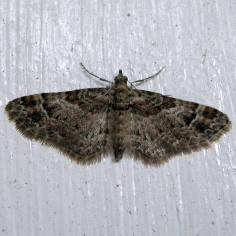 Double-striped Pug moth
