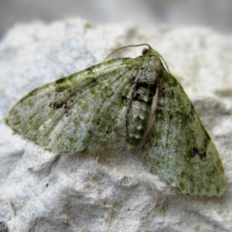 V-pug moth