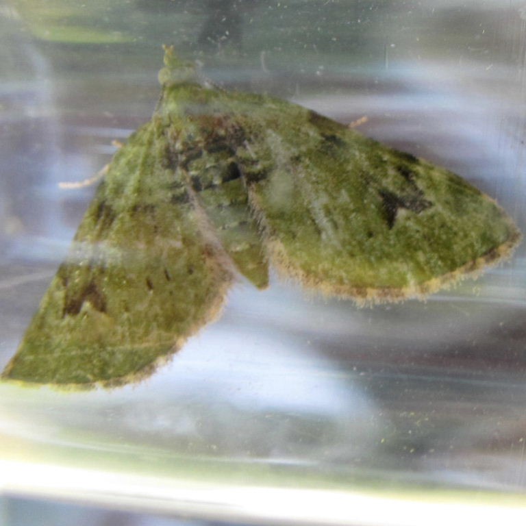 V-pug moth