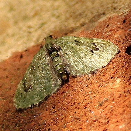 V-pug moth