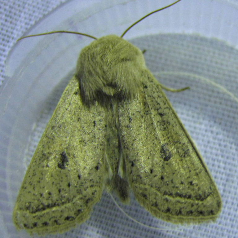Powdered Quaker moth