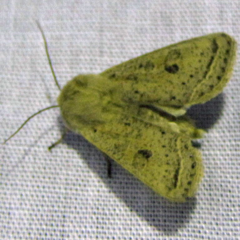 Powdered Quaker moth