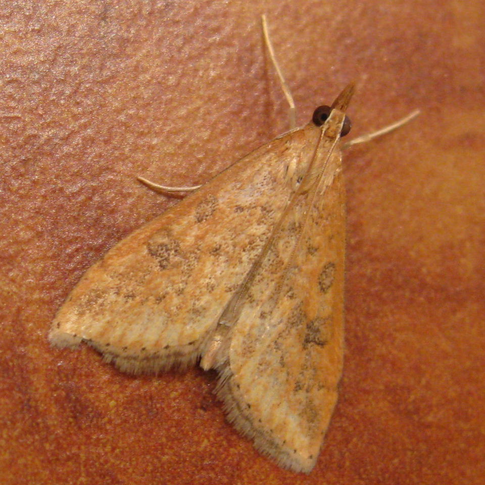 Rusty Dot Pearl moth