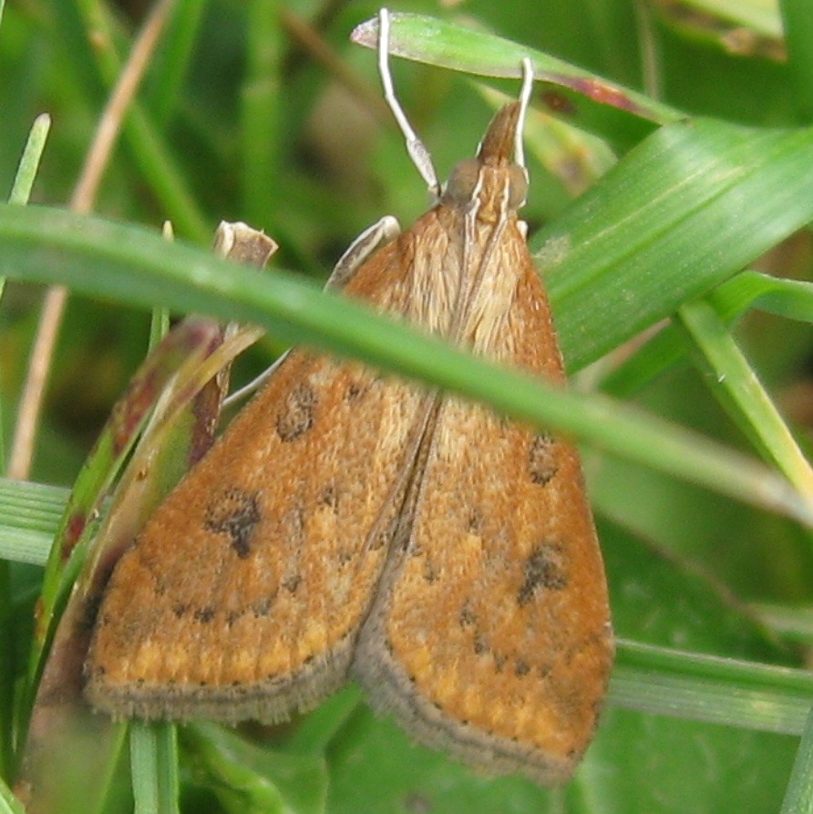 Rusty Dot Pearl moth