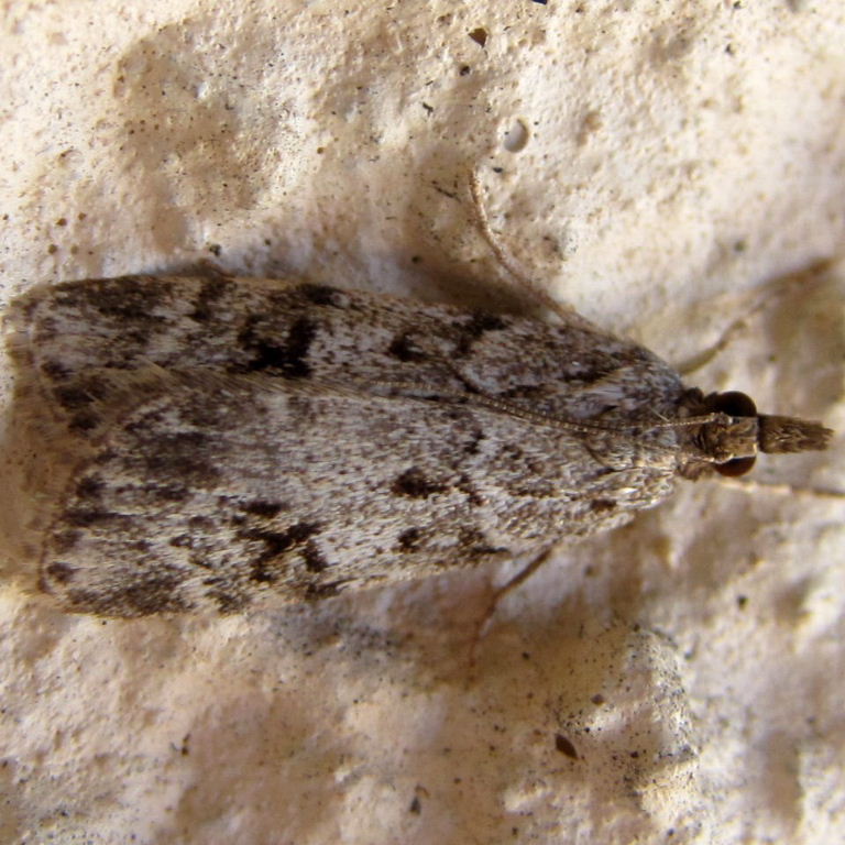 Scoparia basistrigalis moth