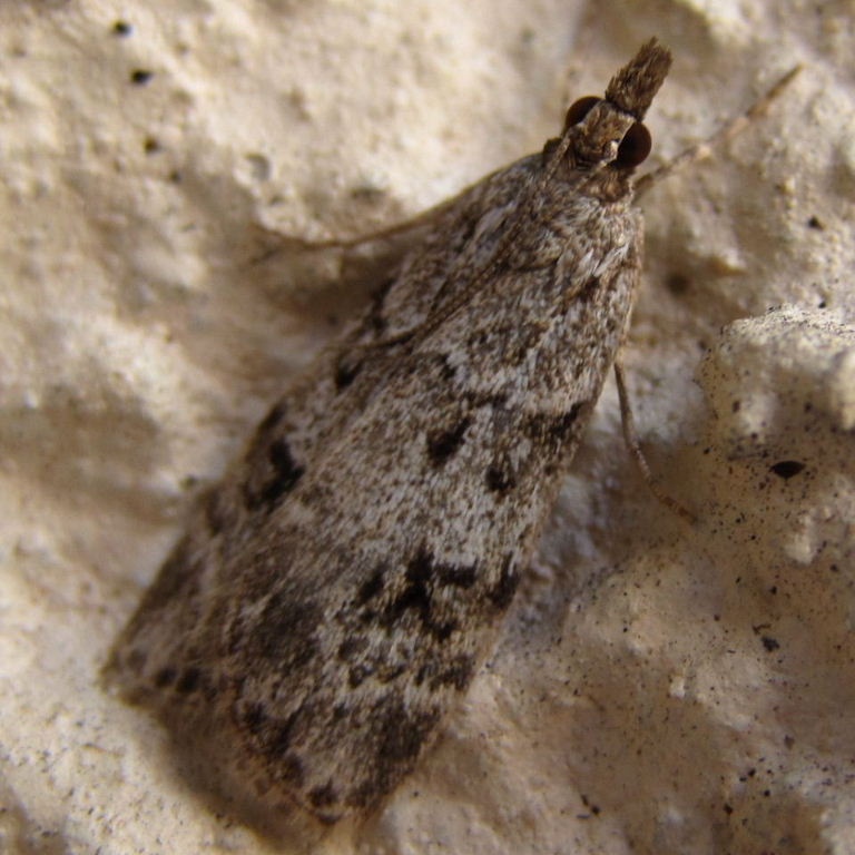 Scoparia basistrigalis moth