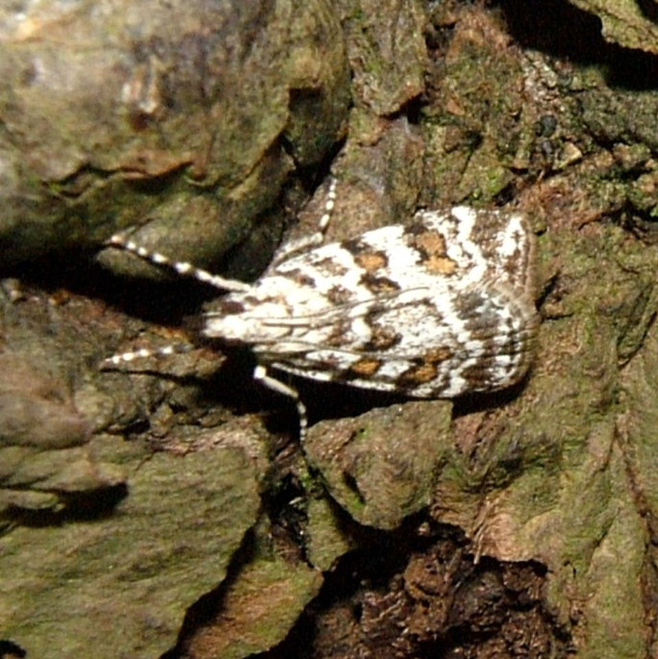 Scoparia Pyralella moth