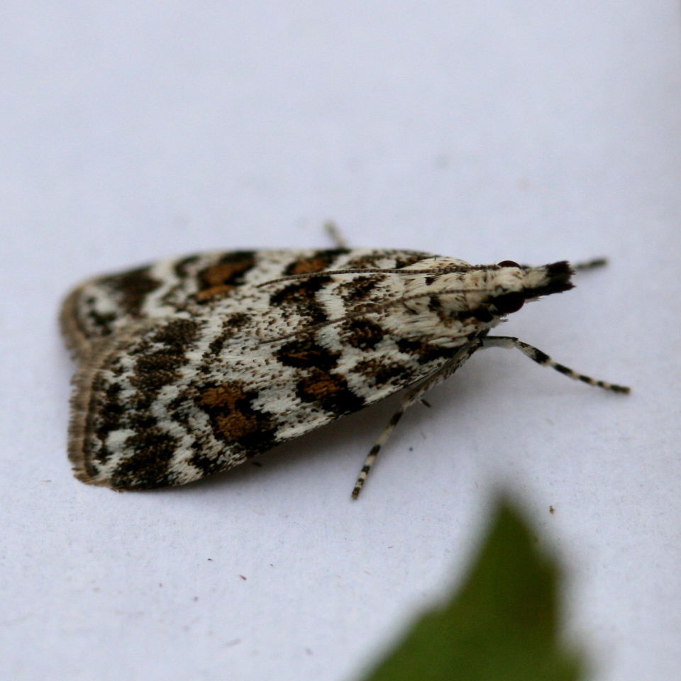 Scoparia Pyralella moth