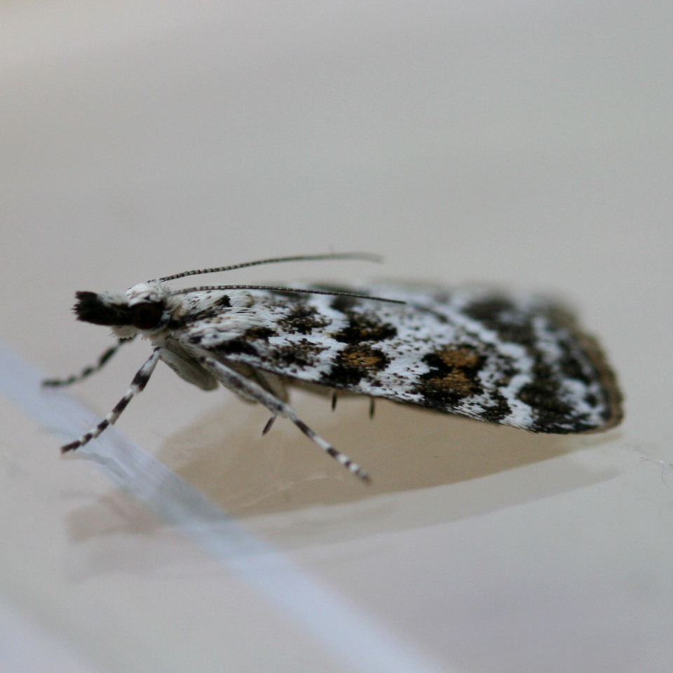 Scoparia Pyralella moth