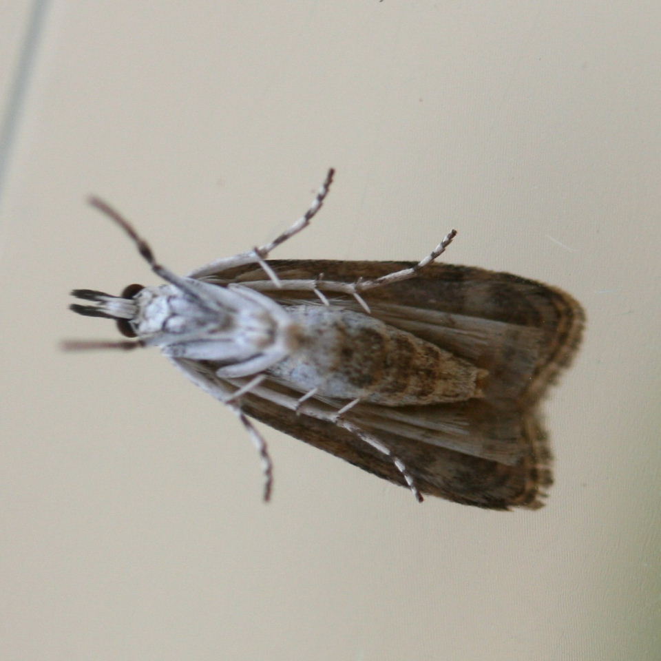 Scoparia Pyralella moth