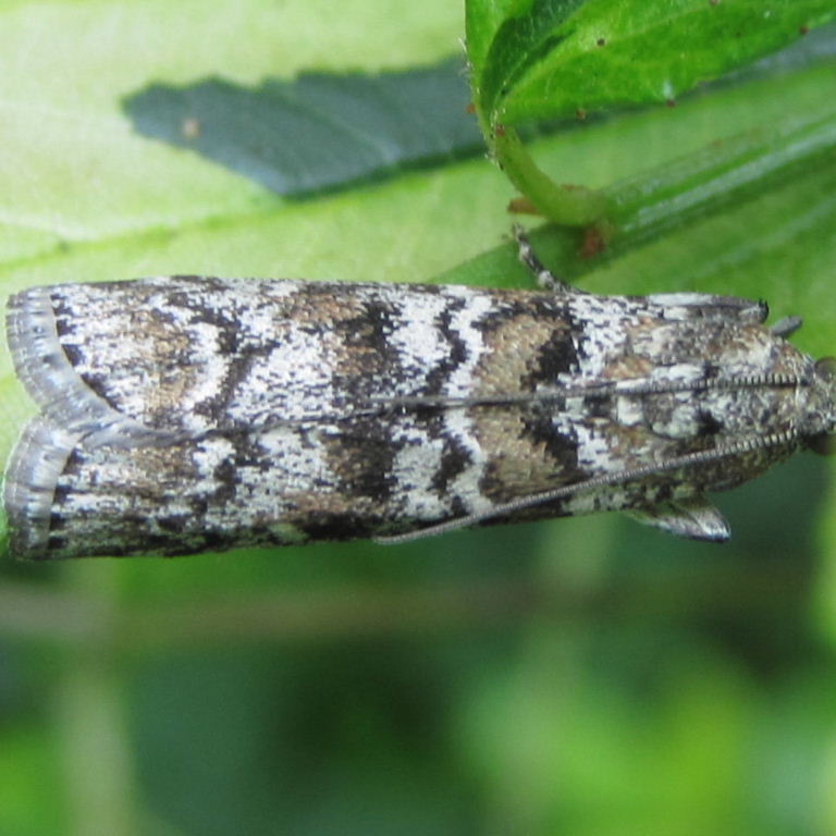Scoparia pyralella
