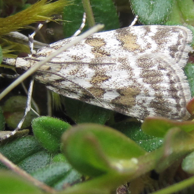 Scoparia Pyralella moth