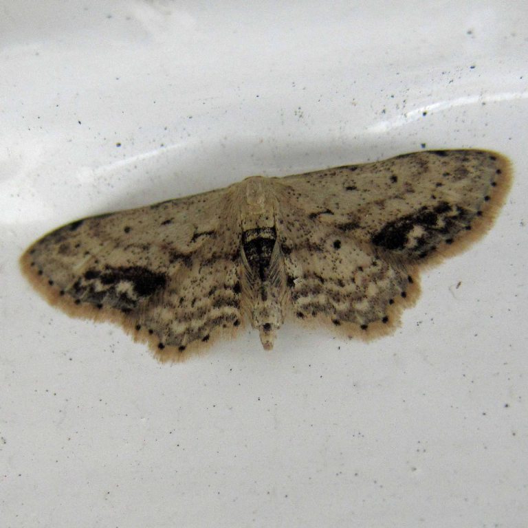 Single-dotted Wave Moth