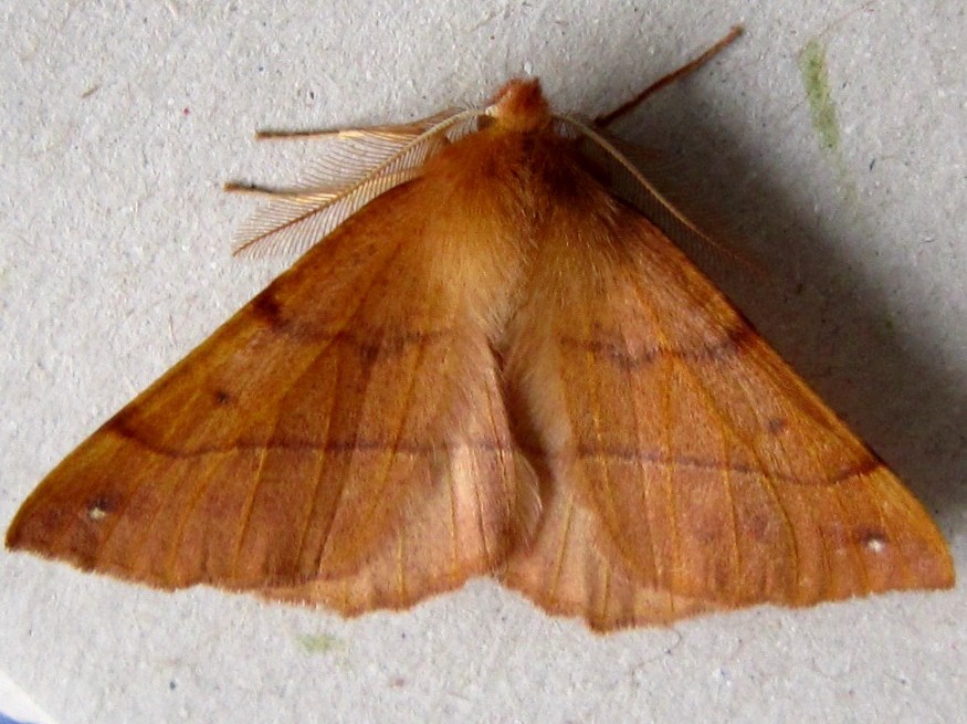 Feathered Thorn Moth