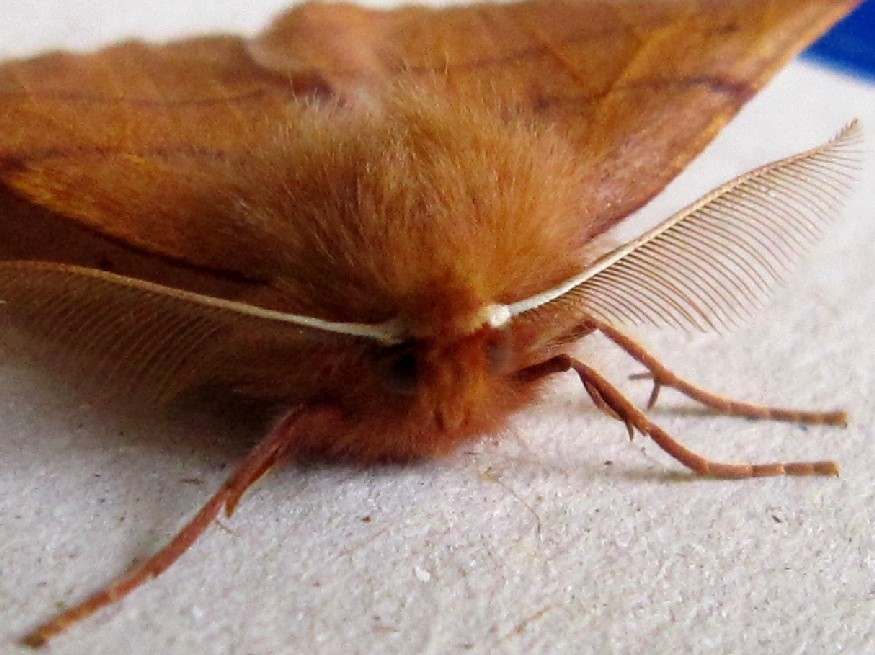 Feathered Thorn Moth