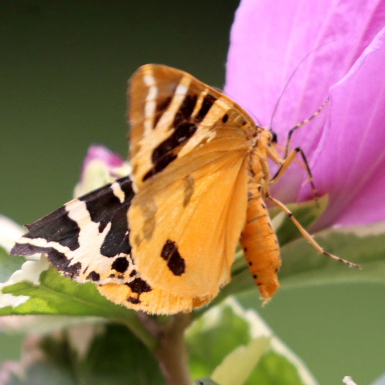 Jersey Tiger moth yellow underwing