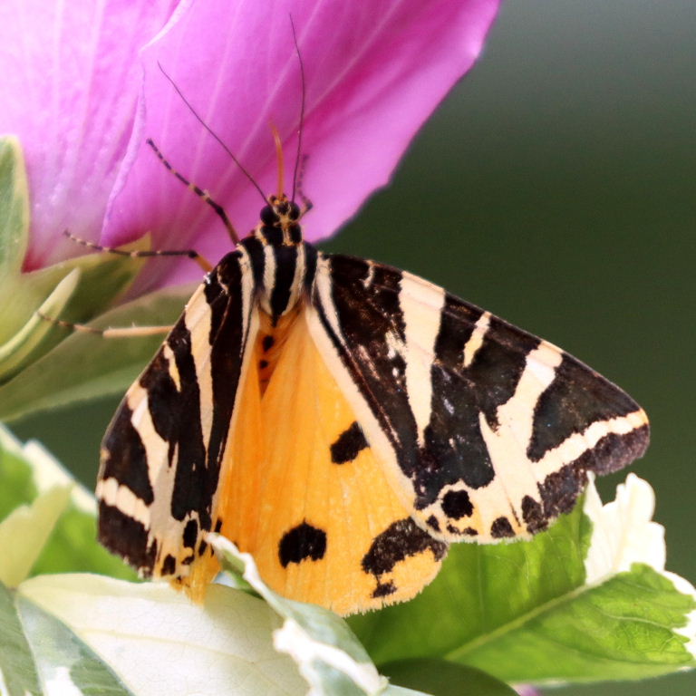 Jersey Tiger moth yellow underwing