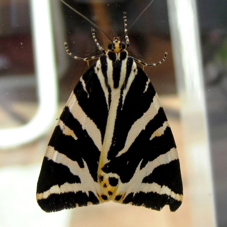 Jersey Tiger moth