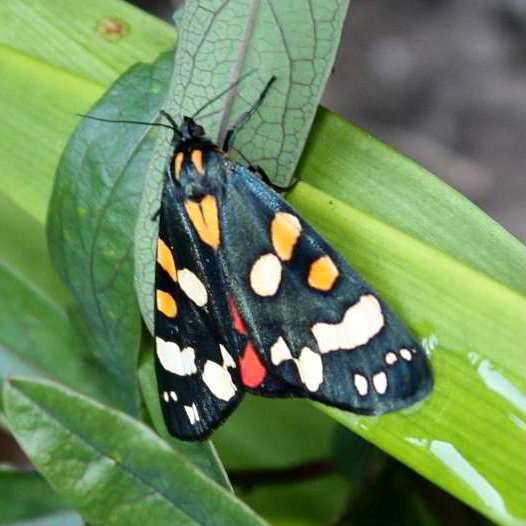 Scarlet Tiger moth