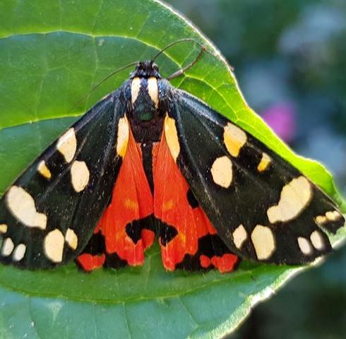 Scarlet Tiger moth