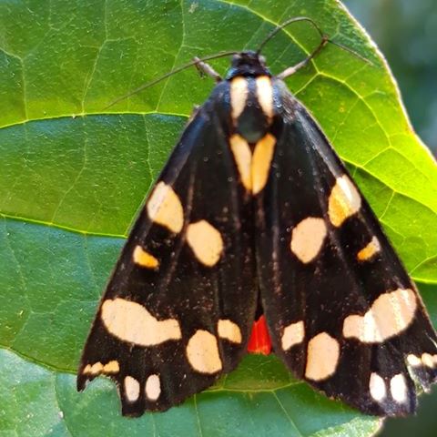 Scarlet Tiger moth