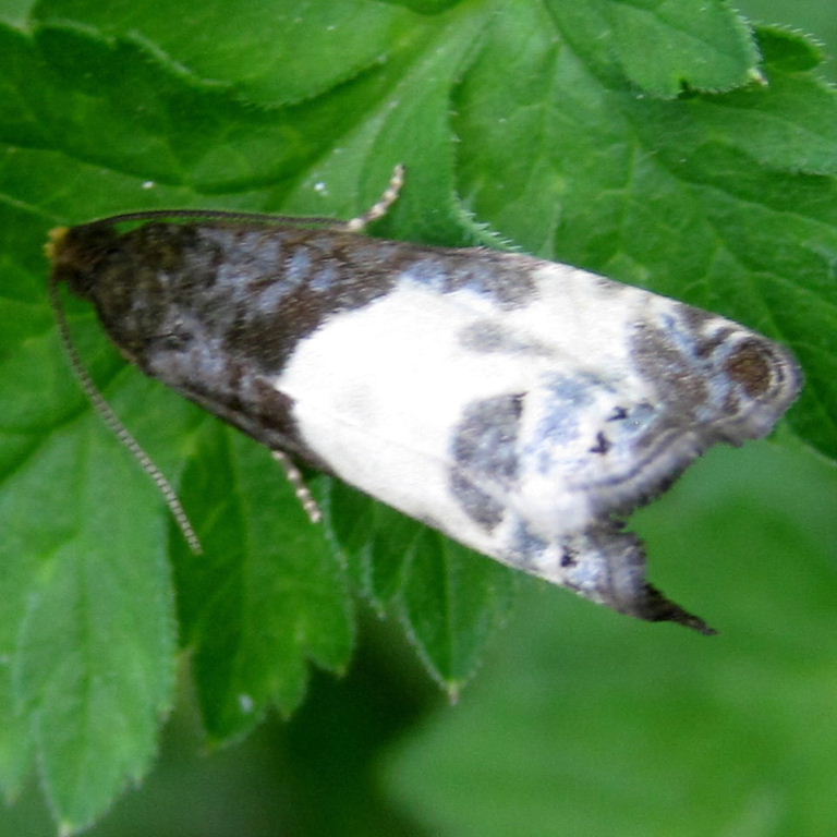 Yellow-faced Bell moth