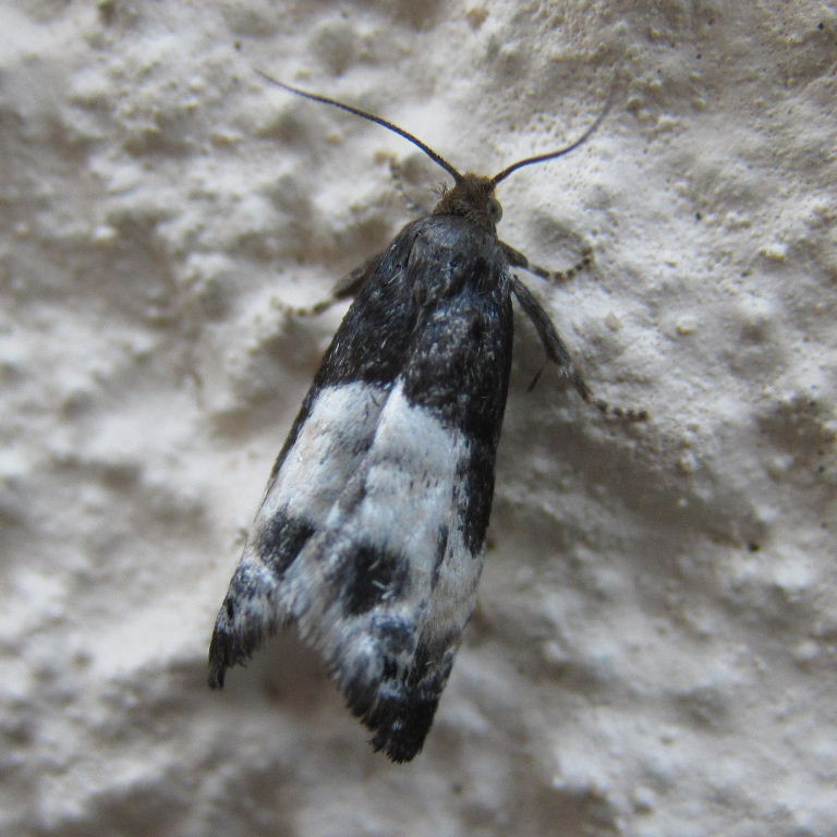 Bird-dropping moth