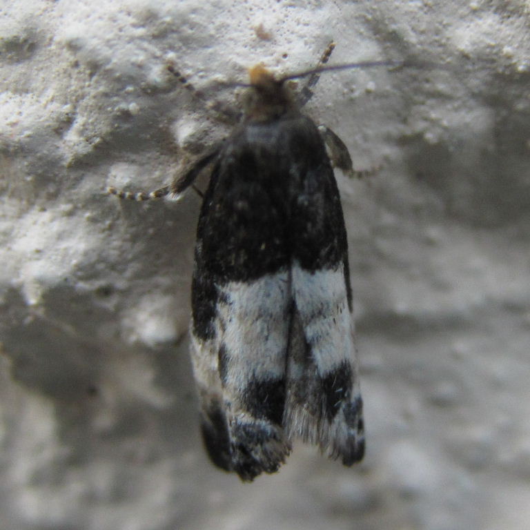 Bird-dropping moth