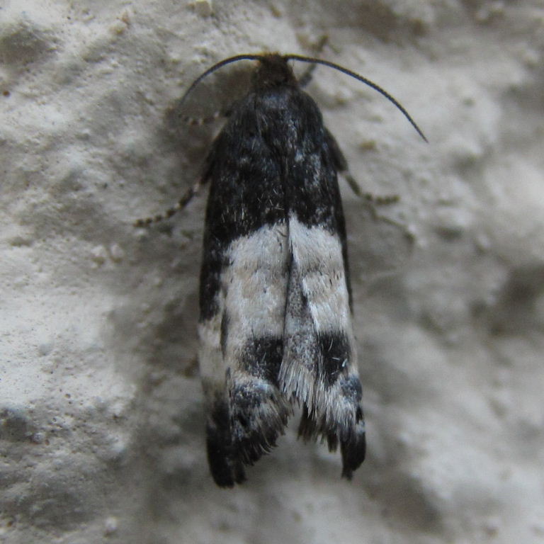Bird-dropping moth