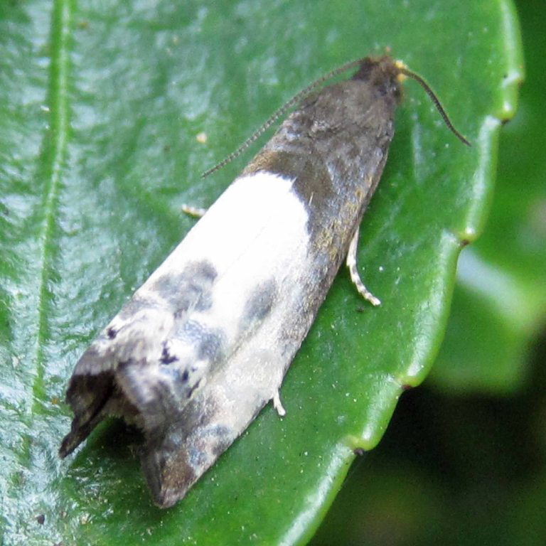 Black Cloak moth