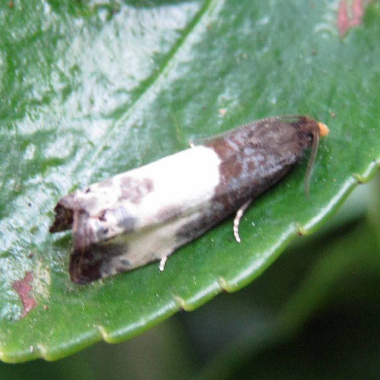 Black Cloak moth