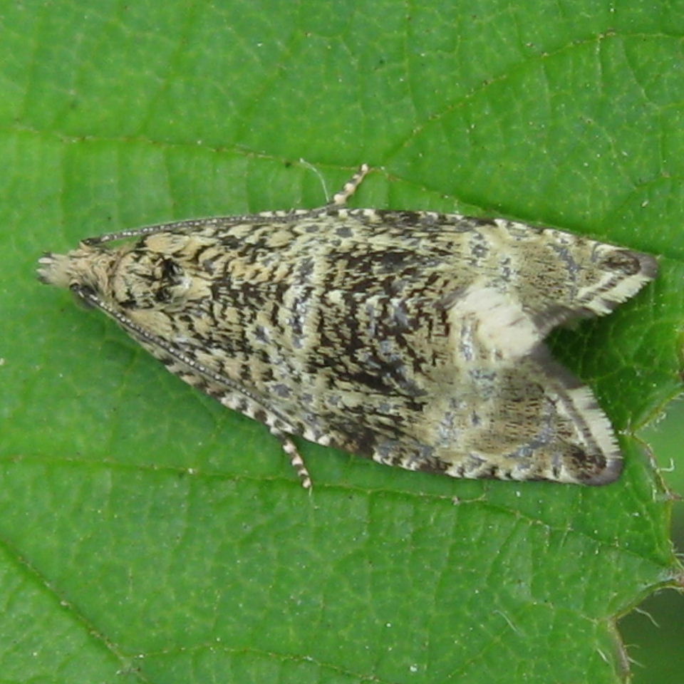 Celypha lacunana