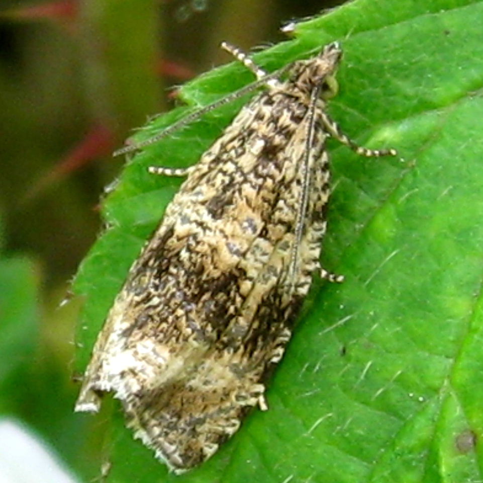 Dark Strawberry Tortrix
