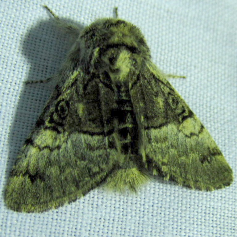 Nut-tree Tussock Moth