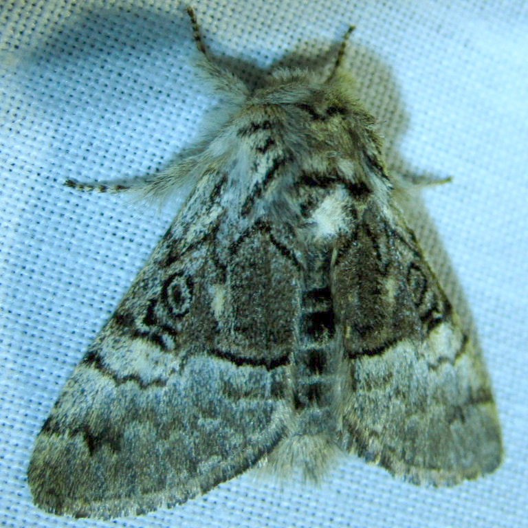 Nut-tree Tussock Moth