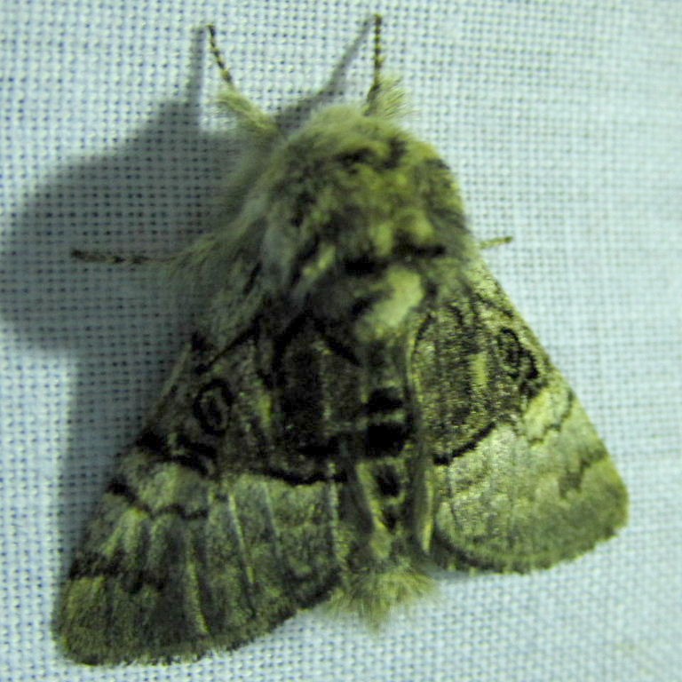 Nut-tree Tussock Moth