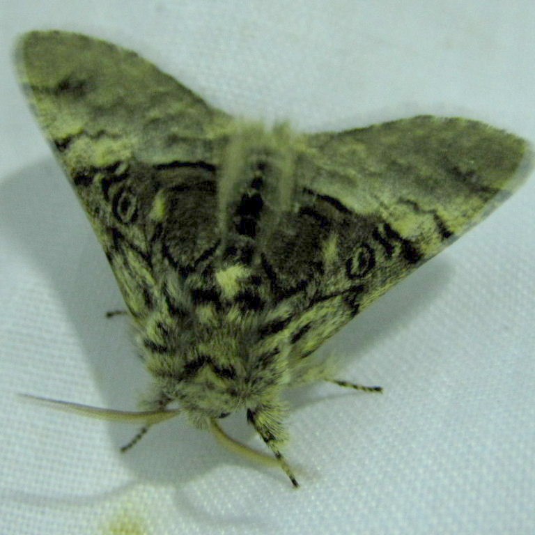 Nut-tree Tussock Moth